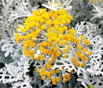 Цинерария приморская (Cineraria maritima), 2 сорта