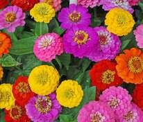 Цинния изящная (Zinnia elegans) смесь