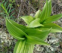 Чемерица даурская (Veratrum dahuricum)