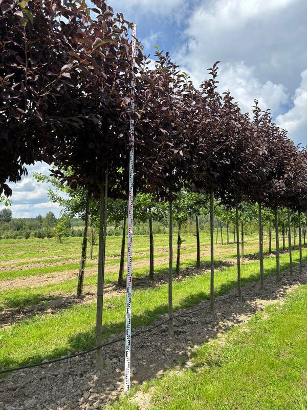 Черемуха виргинская Канада Ред (Prunus virginiana 'Canada Red')