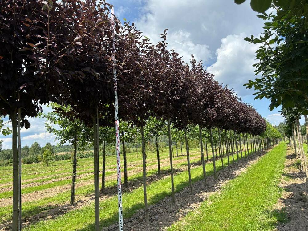 Черемуха виргинская Канада Ред (Prunus virginiana 'Canada Red')