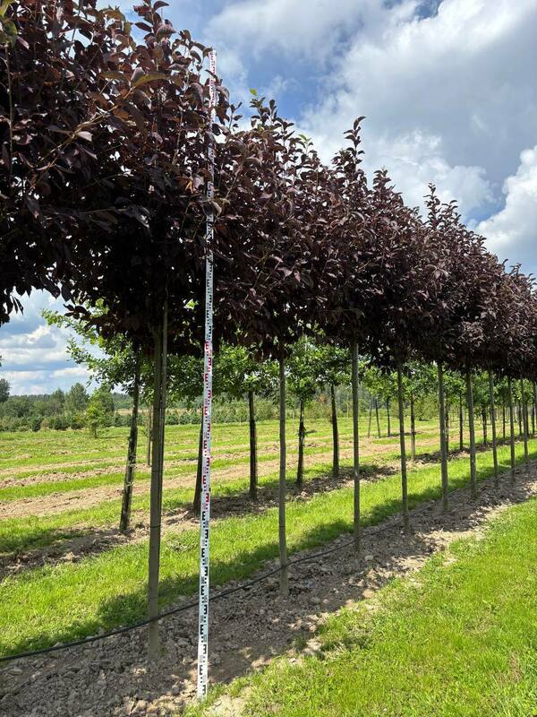 Черемуха виргинская Канада Ред (Prunus virginiana 'Canada Red')