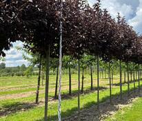 Черемуха виргинская Канада Ред (Prunus virginiana 'Canada Red')