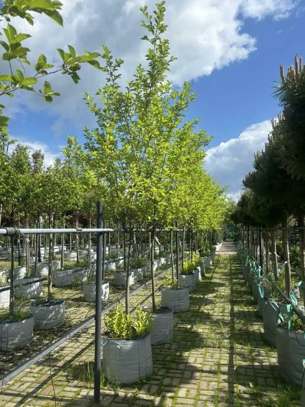Черемуха виргинская Шуберт (Prunus virginiana 'Shubert')