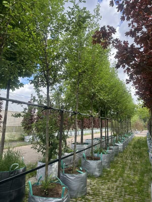 Черемуха виргинская Шуберт (Prunus virginiana 'Shubert')