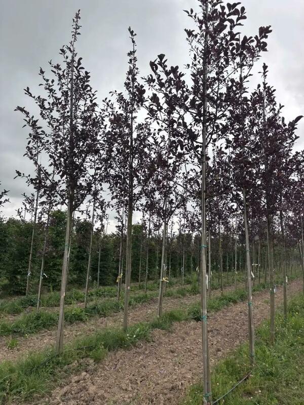 Черемуха виргинская Шуберт (Prunus virginiana 'Shubert')