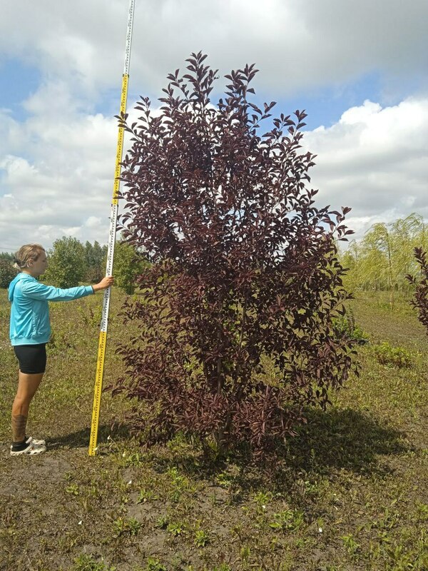 Черемуха виргинская Шуберт (Prunus virginiana 'Shubert')