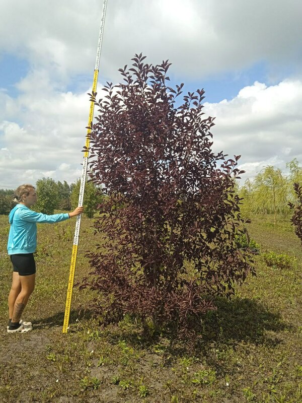 Черемуха виргинская Шуберт (Prunus virginiana 'Shubert')
