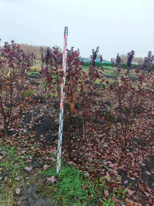 Черемуха виргинская Шуберт (Prunus virginiana 'Shubert')