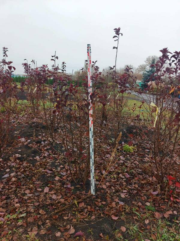 Черемуха виргинская Шуберт (Prunus virginiana 'Shubert')