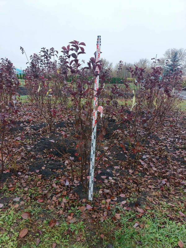 Черемуха виргинская Шуберт (Prunus virginiana 'Shubert')