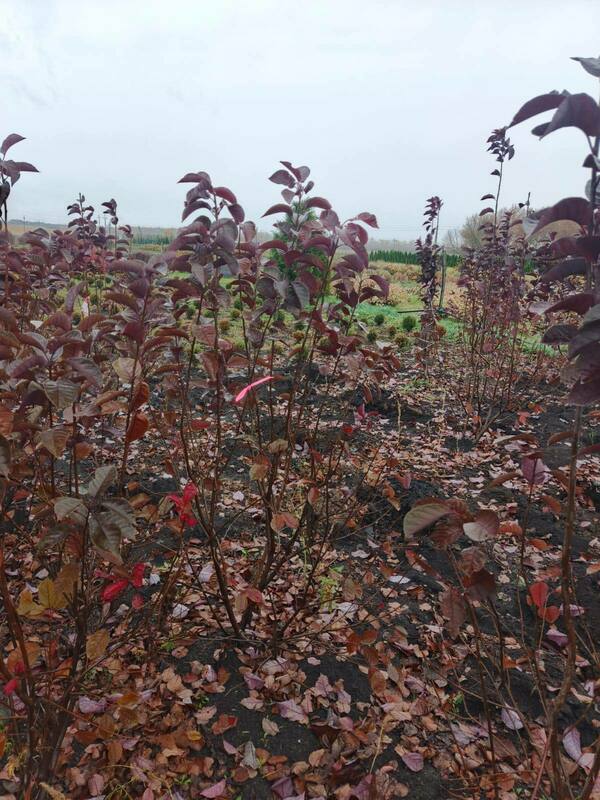 Черемуха виргинская Шуберт (Prunus virginiana 'Shubert')