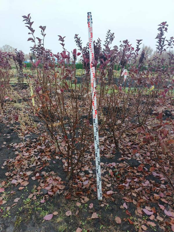 Черемуха виргинская Шуберт (Prunus virginiana 'Shubert')