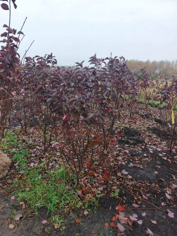Черемуха виргинская Шуберт (Prunus virginiana 'Shubert')