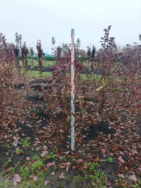 Черемуха виргинская Шуберт (Prunus virginiana 'Shubert')