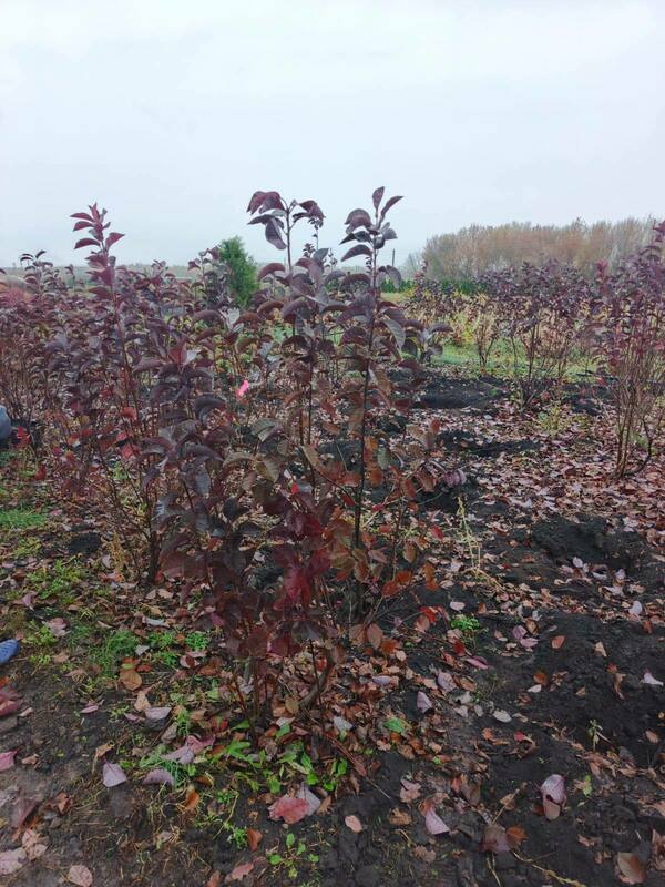 Черемуха виргинская Шуберт (Prunus virginiana 'Shubert')