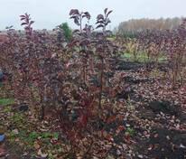 Черемуха виргинская Шуберт (Prunus virginiana 'Shubert')