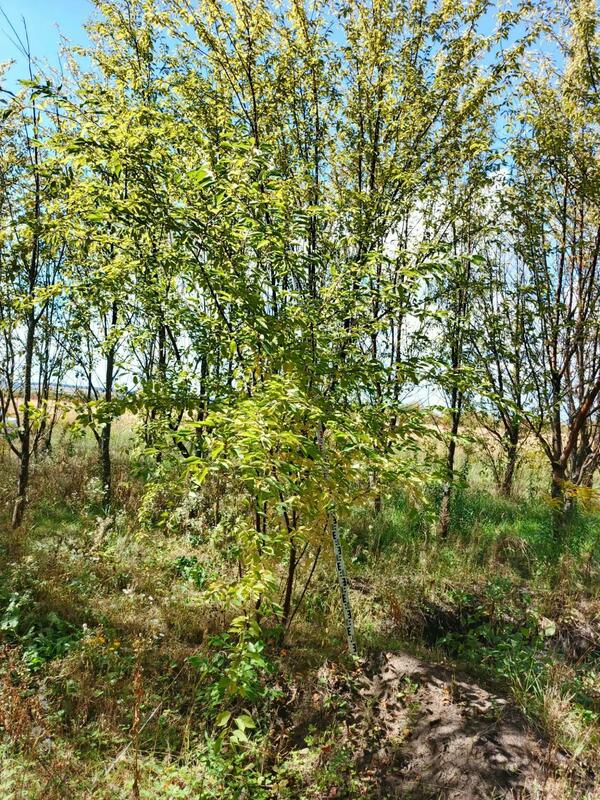 Черемуха Маака (Prunus maackii)