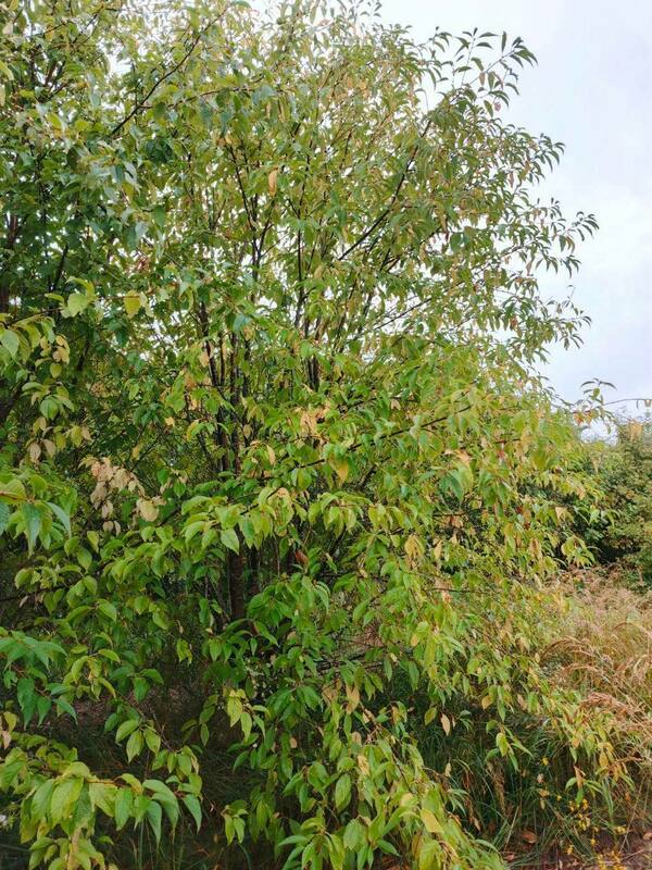 Черемуха Маака (Prunus maackii)