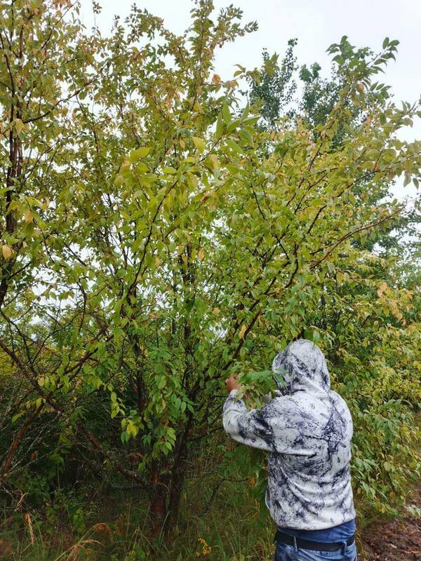 Черемуха Маака (Prunus maackii)