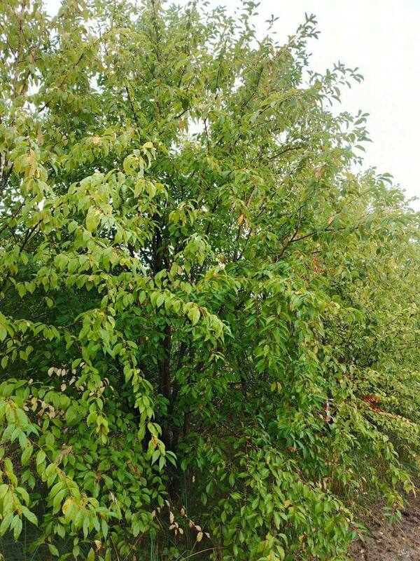 Черемуха Маака (Prunus maackii)