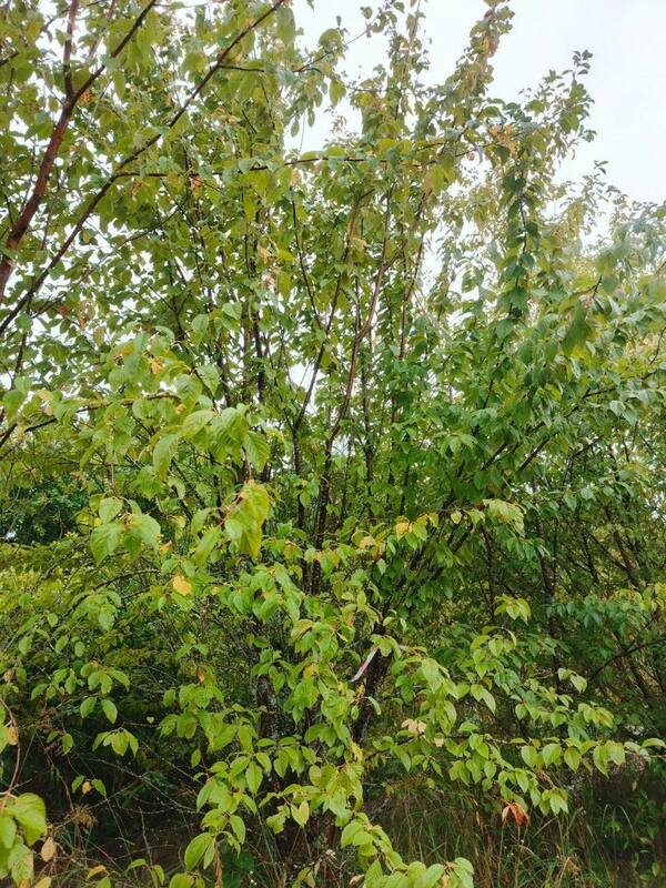 Черемуха Маака (Prunus maackii)