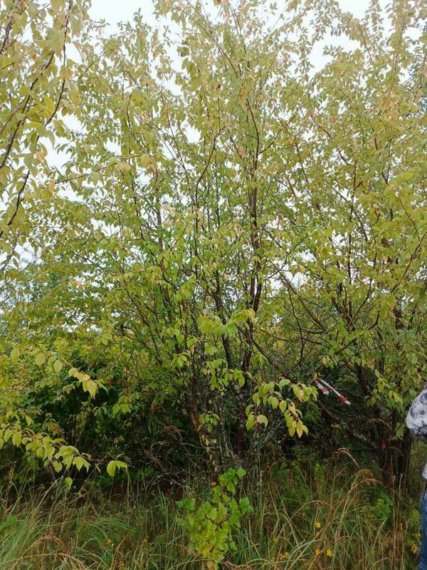 Черемуха Маака (Prunus maackii)