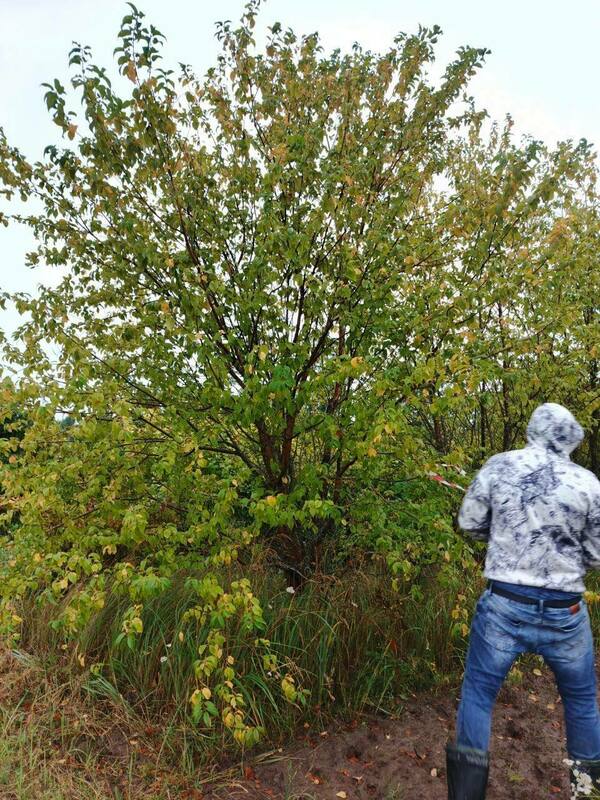 Черемуха Маака (Prunus maackii)