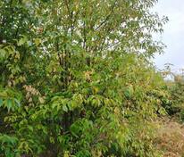 Черемуха Маака (Prunus maackii)