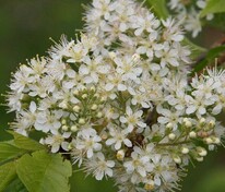Черемуха Маака Амбер Бьюти (Prunus maackii 'Amber Beauty')