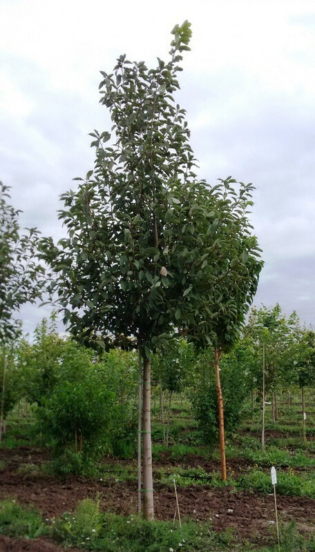 Черемуха обыкновенная (Prunus padus)