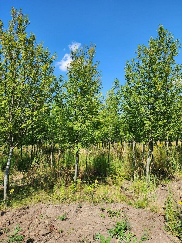 Черемуха обыкновенная (Prunus padus)