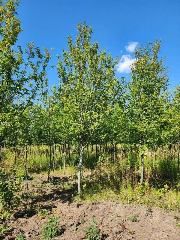 Черемуха обыкновенная (Prunus padus)