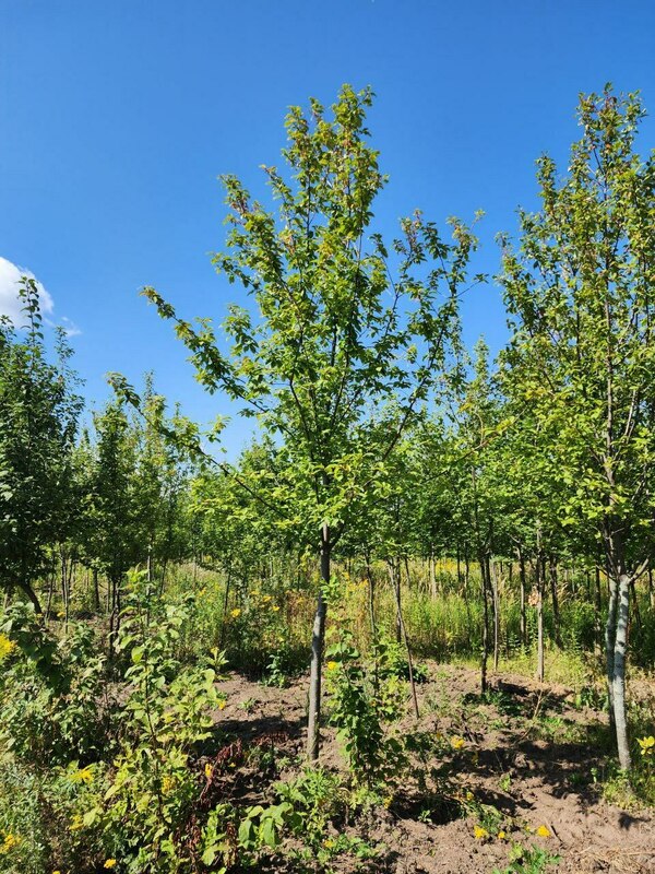 Черемуха обыкновенная (Prunus padus)