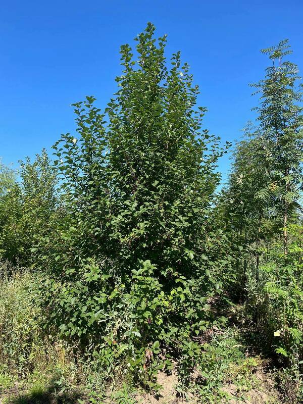 Черемуха обыкновенная (Prunus padus)