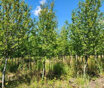 Черемуха обыкновенная (Prunus padus)