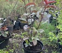 Черемуха обыкновенная Колората (Prunus padus 'Colorata')