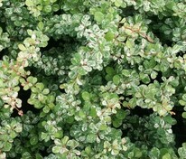 Барбарис Тунберга Келлерис (Berberis thunbergii 'Kelleris')