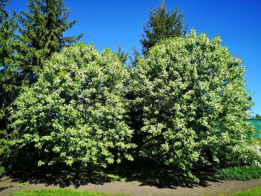 Черемуха обыкновенная Нана (Prunus padus 'Nana')