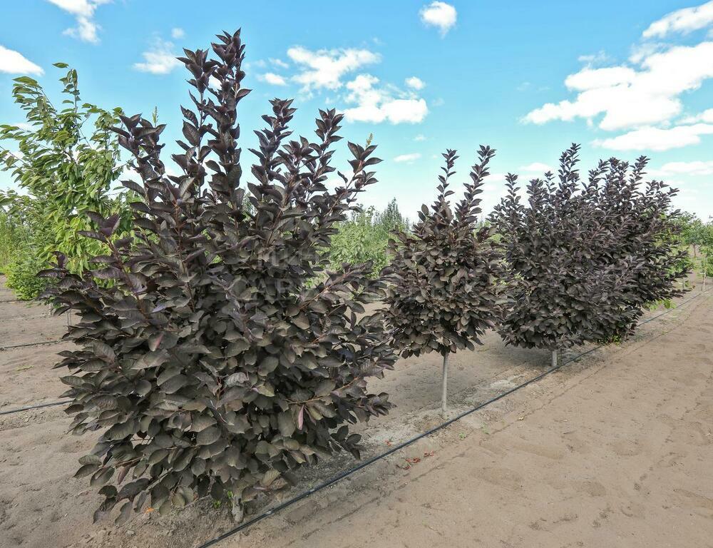 Черемуха обыкновенная Неубиенная (Prunus padus 'Neubiennaya')