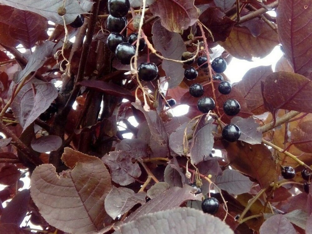 Черемуха обыкновенная Неубиенная (Prunus padus 'Neubiennaya')