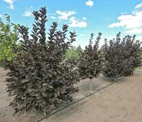 Черемуха обыкновенная Неубиенная (Prunus padus 'Neubiennaya')