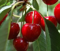 Черешня Брянская розовая (Prunus avium 'Bryanskaya Rozovaya')