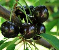 Черешня Ленинградская Черная (Prunus avium 'Leningradskaya Chernaya')