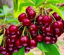 Черешня Овстуженка (Prunus avium 'Ovstuzhenka')