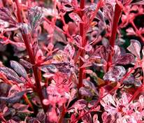 Барбарис Тунберга Розетта (Berberis thunbergii 'Rosetta')