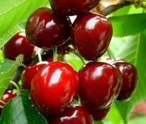 Черешня Рубиновая Кубани (Prunus avium 'Rubinovaya Kubani')