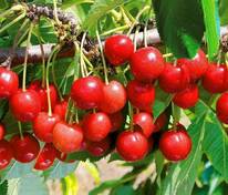 Черешня Северная (Prunus avium 'Severnaya')