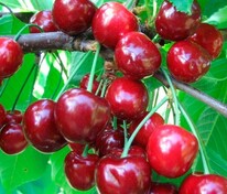 Черешня Теремошка (Prunus avium 'Teremoshka')