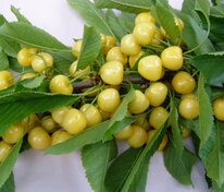 Черешня Чермашная (Prunus avium 'Chermashnaya')